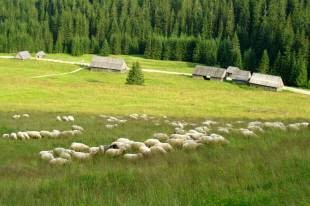 Owce w Dolinie Chochołowskiej  » Click to zoom ->