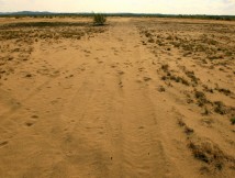 Pustynia Błędowska powoli zaczyna znów przypominać pustynię.